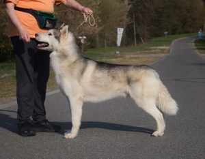 fotografie di siberian husky dell'allevamento di siberian husky in piemonte Airwild