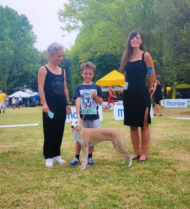 International Dog Show Narni (specialty Sighthound) 20/06/2021