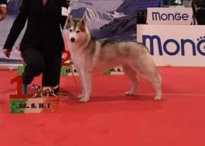 fotografie di siberian husky dell'allevamento di siberian husky in piemonte Airwild