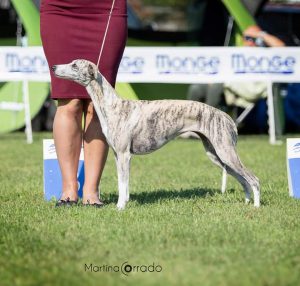 galleria fotografica whippet