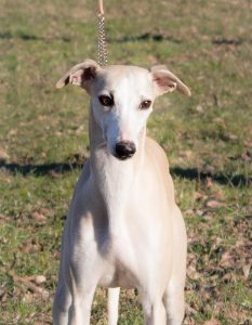 galleria fotografica whippet
