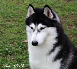 fotografie di siberian husky dell'allevamento di siberian husky in piemonte Airwild