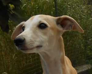 galleria fotografica whippet