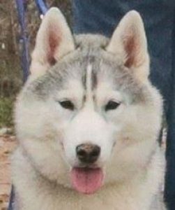 fotografie di siberian husky dell'allevamento di siberian husky in piemonte Airwild