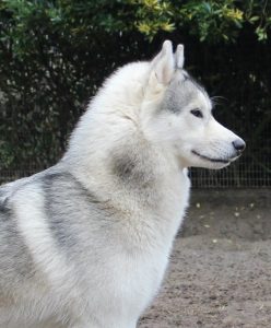 fotografie di siberian husky dell'allevamento di siberian husky in piemonte Airwild