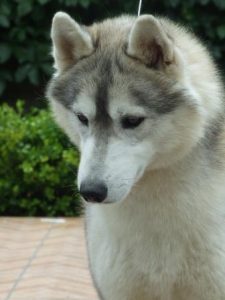fotografie di siberian husky dell'allevamento di siberian husky in piemonte Airwild
