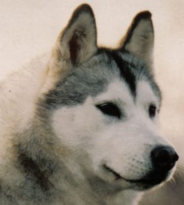 fotografie di siberian husky dell'allevamento di siberian husky in piemonte Airwild