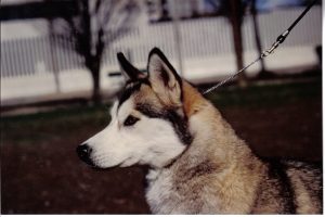 fotografie di siberian husky dell'allevamento di siberian husky in piemonte Airwild
