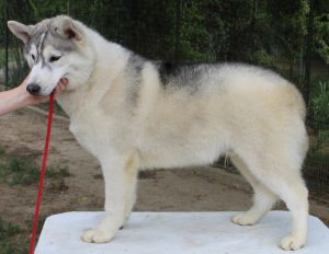 cuccioli husky