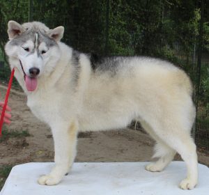 cuccioli siberian husky