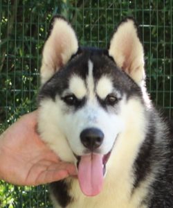 cuccioli siberian husky