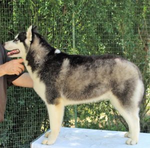 cuccioli siberian husky