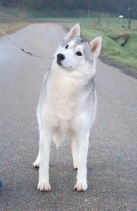 fotografie di siberian husky dell'allevamento di siberian husky in piemonte Airwild