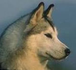 allevamento airwild siberian husky