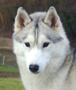 fotografie di siberian husky dell'allevamento di siberian husky in piemonte Airwild