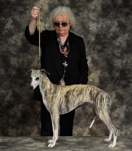 galleria fotografica whippet