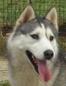fotografie di siberian husky dell'allevamento di siberian husky in piemonte Airwild
